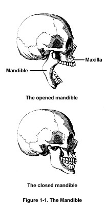 mandible