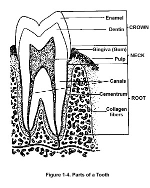 Parts of a Tooth