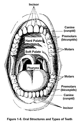 Oral Structures and Types of Teeth